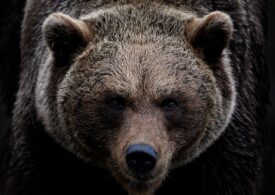 Un bărbat a fost mușcat de urs în județul Argeș. Animalul foarte agresiv încă se află în zonă