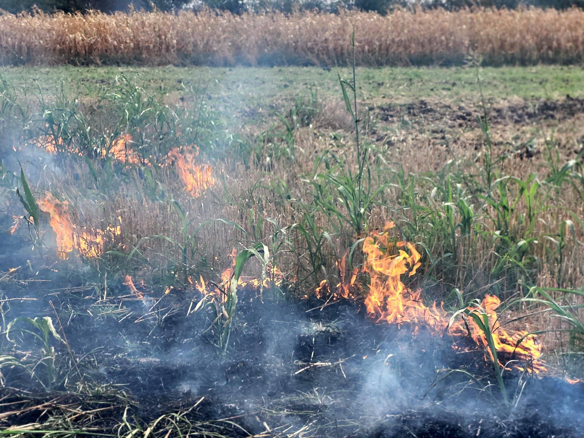 Giurgiu: 42 de hectare de vegetație au ars, posibil din cauza unui foc nesupravegheat. Imaginile dezastrului