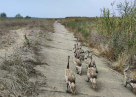 Protest Greenpeace în albia secată a Parcului Natural Comana: Viitorul rămâne fără apă