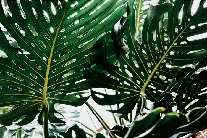 Monstera - o plantă surprinzător de versatilă și atractivă