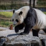 Un Zoo va da înapoi Chinei urșii panda, din cauza costurilor uriașe (Video)