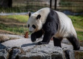 Un Zoo va da înapoi Chinei urșii panda, din cauza costurilor uriașe (Video)