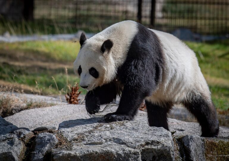 Un Zoo va da înapoi Chinei urșii panda, din cauza costurilor uriașe (Video)