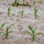 Agricultural crops in Romania have been hit by drought: The only good news from the European Commission