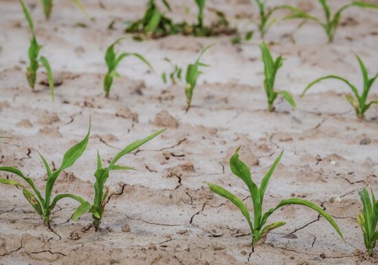 Agricultural crops in Romania have been hit by drought: The only good news from the European Commission