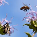 POLITICO: România sfidează interdicția UE privind pesticidele, punând la încercare fermitatea Bruxelles-ului