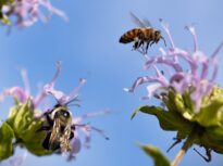 Oamenii de știință au găsit o metodă de a feri albinele de efectul pesticidelor