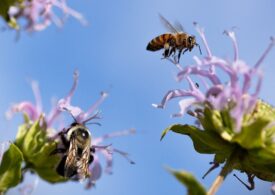 POLITICO: România sfidează interdicția UE privind pesticidele, punând la încercare fermitatea Bruxelles-ului