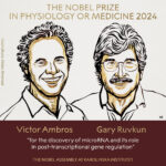 Nobel Prize in Medicine 2024, awarded for the discovery of microRNAs – and it all started with a worm