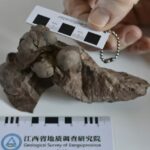 Cât de mic era cel mai mic ou de dinozaur? Specia era necunoscută până acum