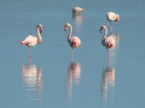 Cât timp poți să stai într-un picior ca un flamingo? Dacă nu reușești atât, mergi la medic!