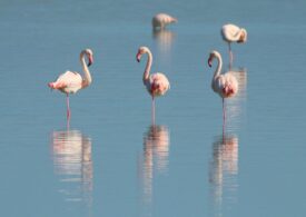 Cât timp poți să stai într-un picior ca un flamingo? Dacă nu reușești atât, mergi la medic!