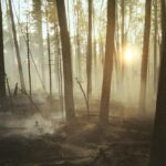 Ce se întâmplă dacă pădurile nu mai absorb carbon: Răspunsul e în Finlanda