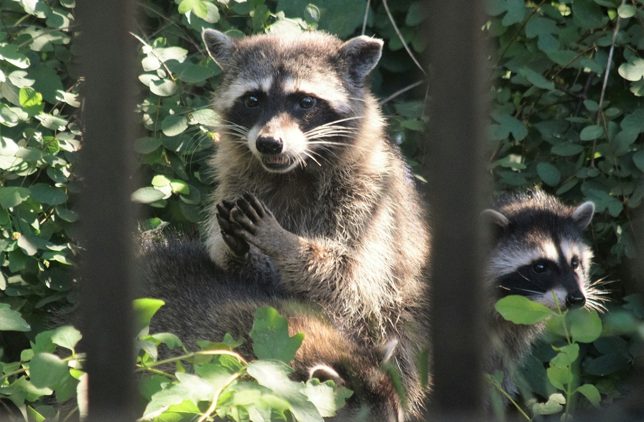 Images of the day Over 100 mice have taken over a woman's house (Video