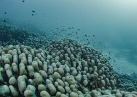 A fost descoperit cel mai mare coral din lume - este mai mare decât o balenă albastră (Foto)