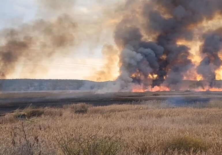 Incendiu pe 60 de hectare, în Delta Neajlovului (Video)