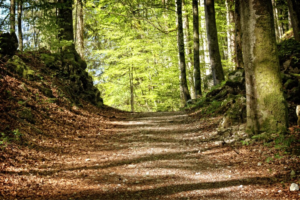 Pădurea Nadăș revine definitiv statului după 20 de ani de procese. Sunt peste 4.600 de hectare de fond forestier