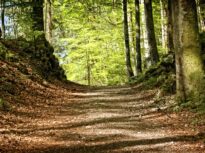 Pădurea Nadăș revine definitiv statului după 20 de ani de procese. Sunt peste 4.600 de hectare de fond forestier