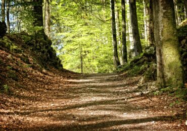 Pădurea Nadăș revine definitiv statului după 20 de ani de procese. Sunt peste 4.600 de hectare de fond forestier