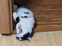 Miau! Miau! Piloți americani, înregistrați în timp ce au miorlăit și lătrat la controlorul de trafic aerian