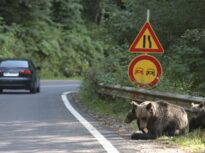 Un motociclist a fost omorât de urs, pe Transfăgărășan UPDATE Gestul care i-a fost fatal