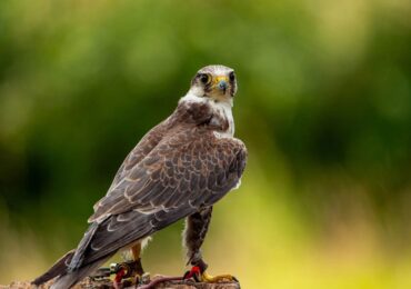 Linii electrice sigure pentru păsări, cu bani de la UE – cum s-a făcut în Dobrogea (Video)