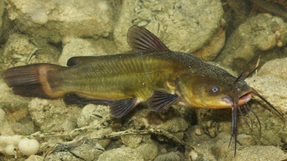 Un pește prădător fără dușmani naturali a apărut în Delta Dunării. Somnul pitic negru a evadat din fermele din Ungaria