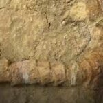 În plin deșert a fost descoperită fosila intactă a unui strămoș al marelui rechin alb (Video)