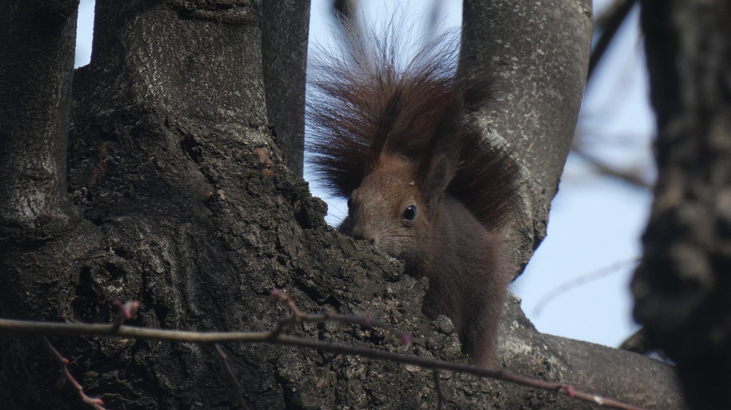 De ce au dispărut veverițele din parcurile bucureștene și de ce se regăsesc în alte orașe europene?