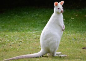 A kangaroo cub was filmed on a street in Bucharest (Video)