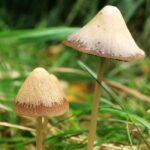 Ciupercile, arma împotriva gripei? Ce arată cel mai recent studiu