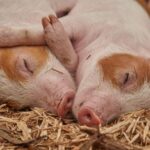 Suntem cu un pas mai aproape de dinții care cresc din nou, la maturitate. Ajutor nesperat de la porci