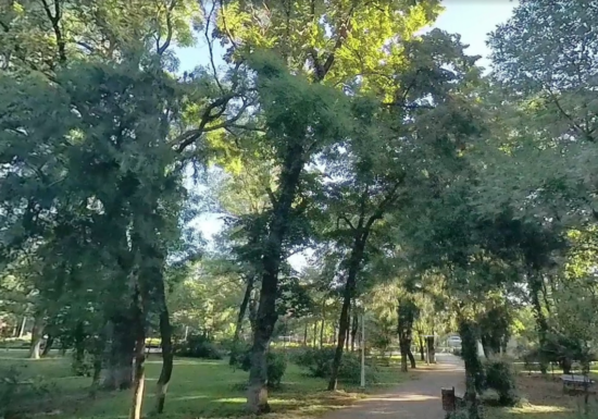Sectorul 1 recunoaște că a ciopârțit arbori. Cum vrea să rezolve situația și cu câți bani: Primul registru verde pentru parcuri
