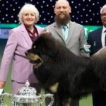 Viking, primul câine din istoria României și primul din rasa lui care câștigă un titlu mondial