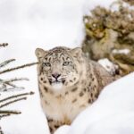 Imagini rare cu patru leoparzi de zăpadă au fost surprinse în Pakistan, de pe acoperișul unei case (Video)