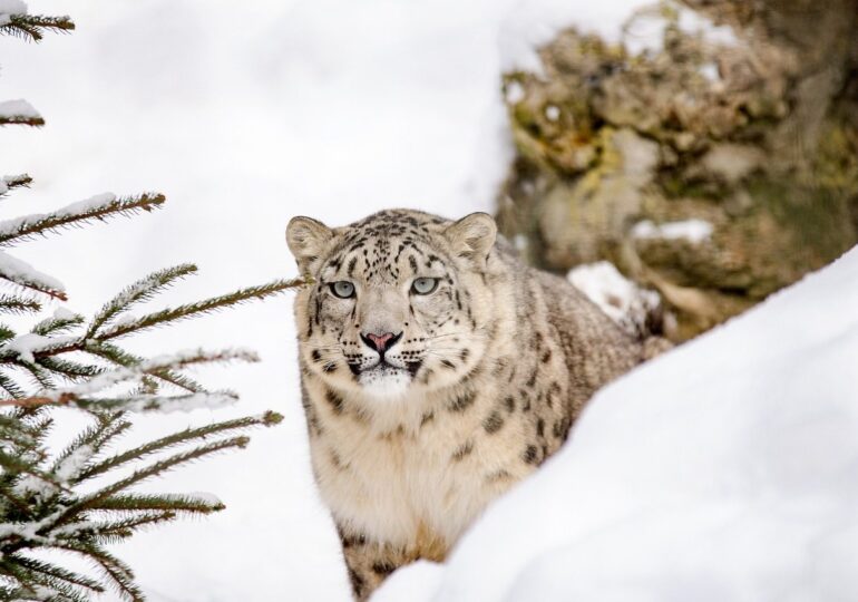 Imagini rare cu patru leoparzi de zăpadă au fost surprinse în Pakistan, de pe acoperișul unei case (Video)