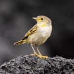 Păsările din Galapagos devin mai agresive din cauza zgomotului cauzat de trafic