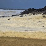 A mysterious foam emerged from the sea water. It is toxic and has killed a lot of marine animals (Video)