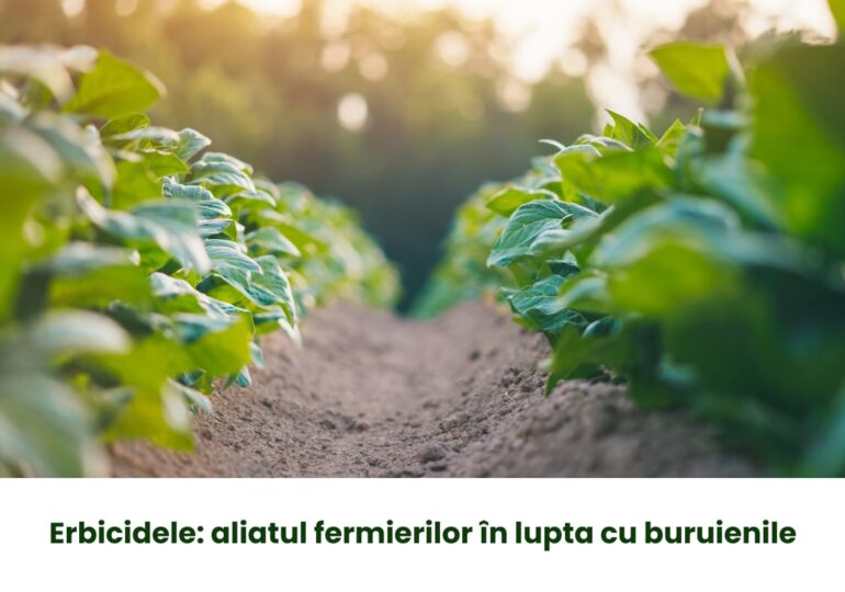 Erbicidele: aliatul fermierilor în lupta cu buruienile