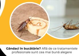 Gândaci în bucătărie? Află de ce tratamentele profesionale sunt cea mai bună alegere