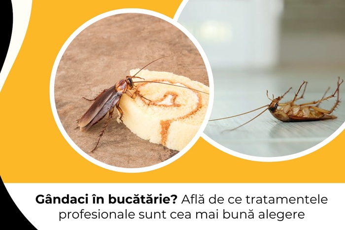 Gândaci în bucătărie? Află de ce tratamentele profesionale sunt cea mai bună alegere