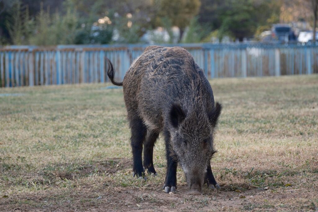 RO-Alert de porc mistreț în Pipera: Se plimbă pe stradă