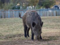 RO-Alert de porc mistreț în Pipera: Se plimbă pe stradă
