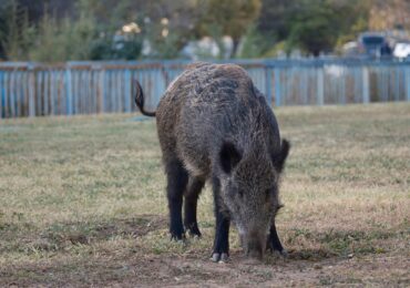 RO-Alert de porc mistreț în Pipera: Se plimbă pe stradă