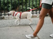 Țara unde riști pușcărie dacă nu îți plimbi câinele. Infracțiunile care îți pot aduce pedeapsa capitală