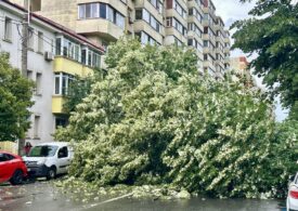 Străzi inundate în București. Un copac uriaș a căzut și a blocat Bulevardul Lacul Tei. O nouă avertizare de ploi torențiale (Foto&Video)