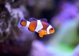 ”Nemo” se micșorează: Un fenomen alarmant se întâmplă în oceanele lumii