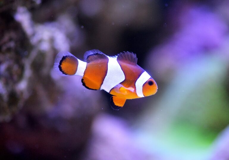 ”Nemo” se micșorează: Un fenomen alarmant se întâmplă în oceanele lumii