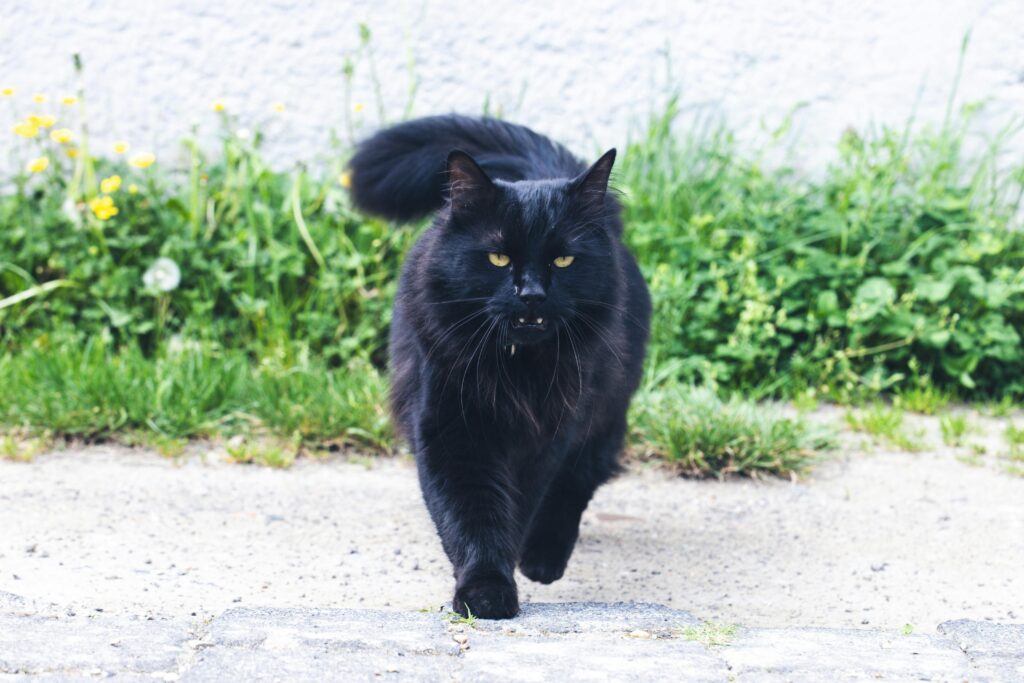 Miau-rijuana și cocaină: Pisică „traficant” de droguri peste gardul închisorii (Video)