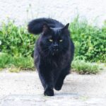 Miau-rijuana și cocaină: Pisică „traficant” de droguri peste gardul închisorii (Video)